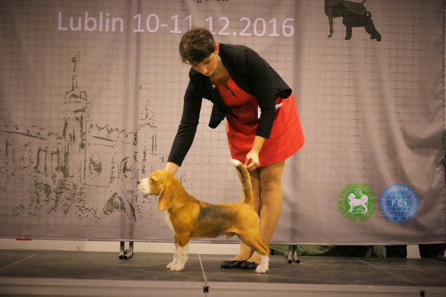 beagle - tango 12